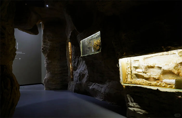 探秘中国农业大学昆虫馆:解锁昆虫世界的奇妙密码(图4) 1 (4).jpg