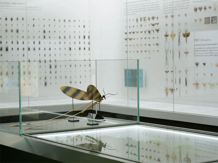探秘中国农业大学昆虫馆:解锁昆虫世界的奇妙密码(图7) 1 (7).jpg