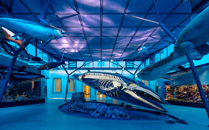 穿越亿万年生命史诗:德国斯图加特国立自然博物馆全览(图3) 德国自然博物馆 (3).jpg