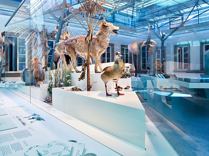 穿越亿万年生命史诗:德国斯图加特国立自然博物馆全览(图8) 德国自然博物馆 (8).jpg