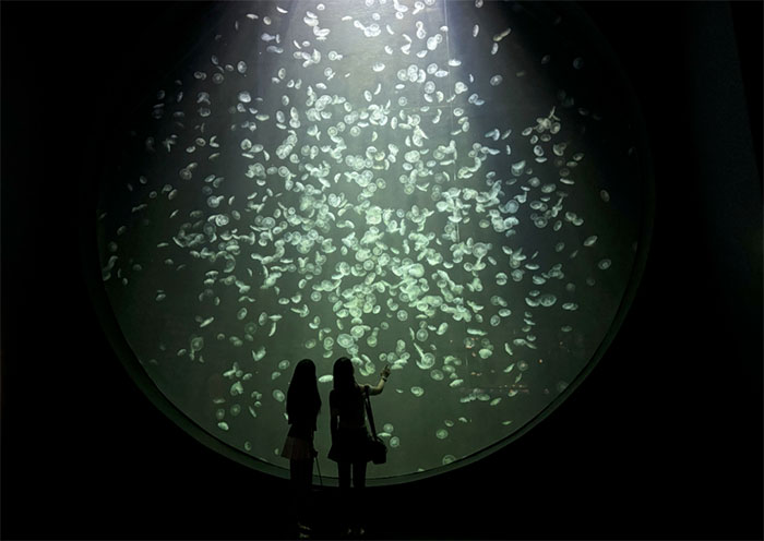 新加坡s.e.a.海洋馆 (8).jpg